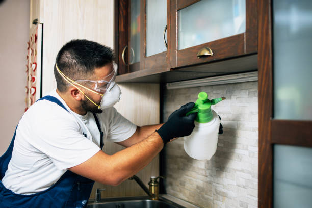 Flea Control Services in Taylor Lake Village, TX