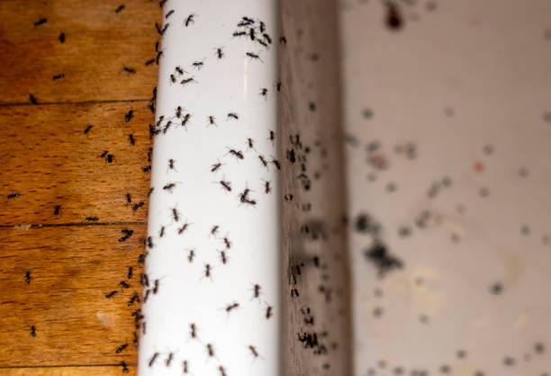Reliable Taylor Lake Village, TX Pest Control Solutions