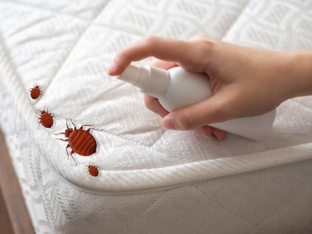 Best Cockroach Control Services  in Taylor Lake Village, TX