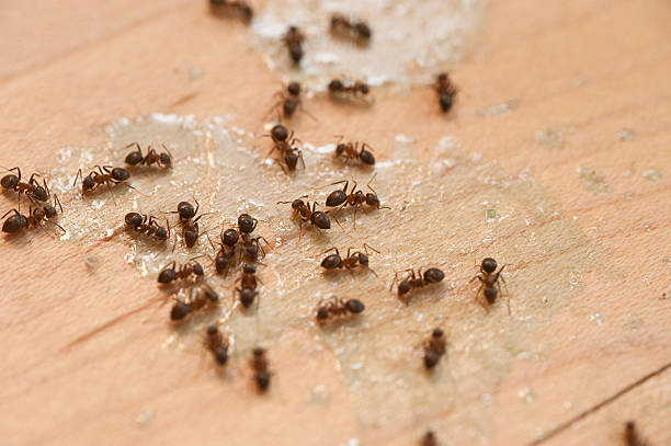 Best Pest Removal Services  in Taylor Lake Village, TX