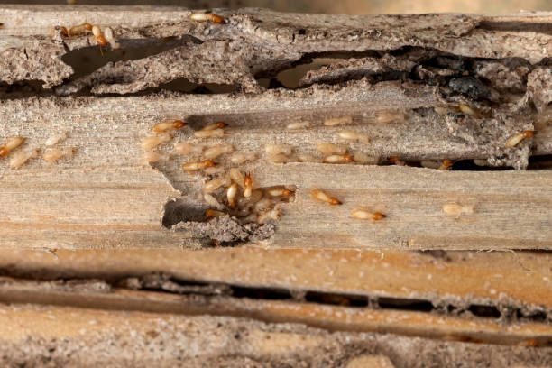 Wasp Removal Services in Taylor Lake Village, TX